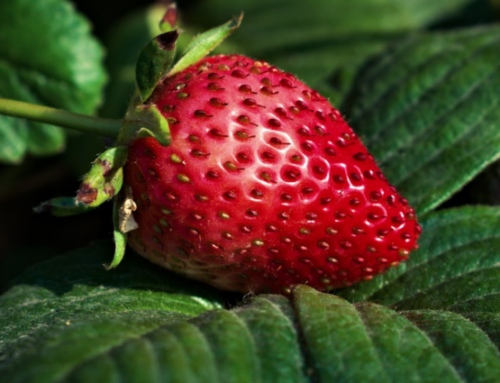 The Taste of Strawberries: Tolkien’s Imagination of the Good