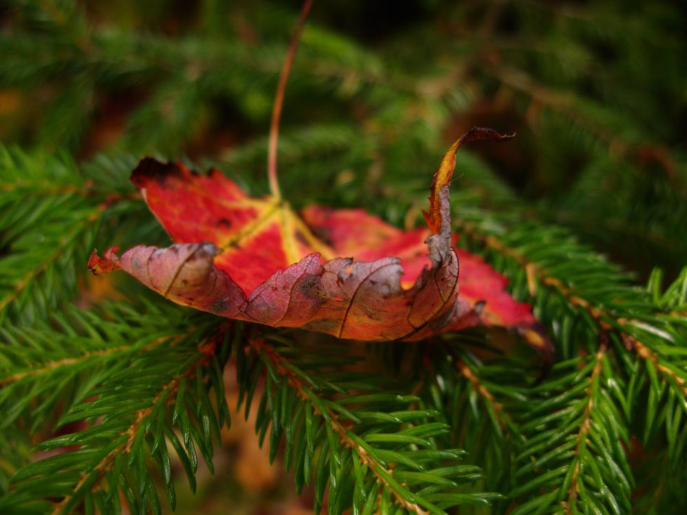 Gratitude for Those Who Are Gone