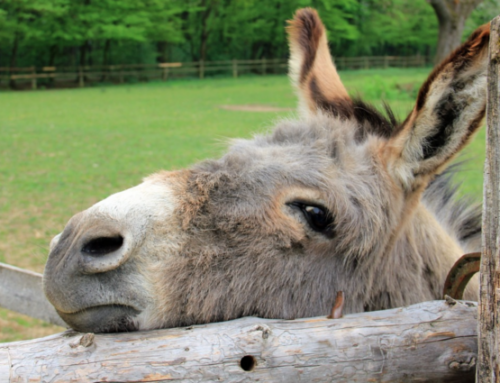 The Democratic Party in the Wilderness?