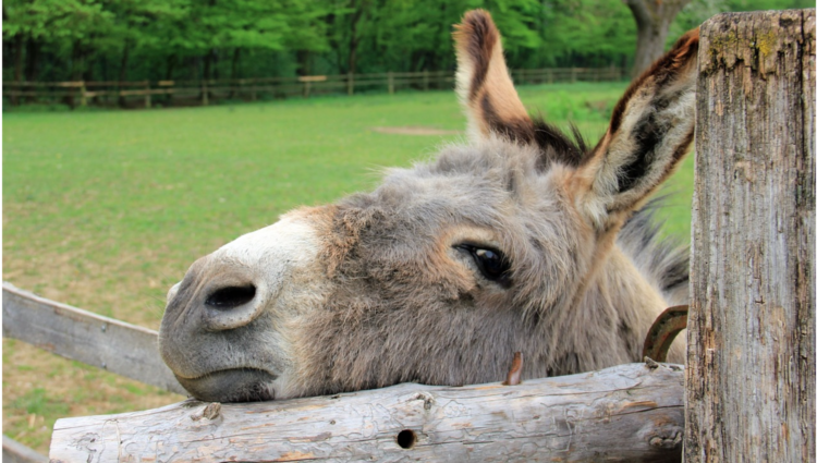 The Democratic Party in the Wilderness?