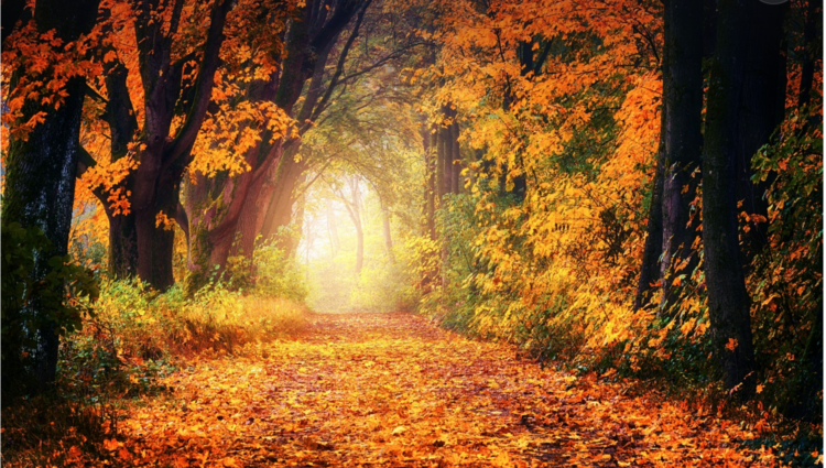Thanksgiving: A Sonnet