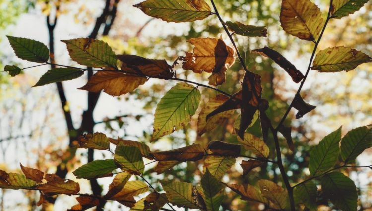 Looking Past the Leaves this Advent