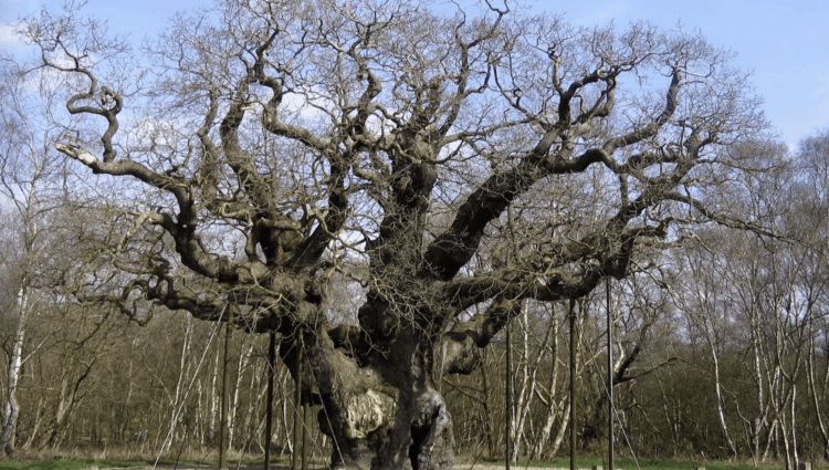Trees and Tradition